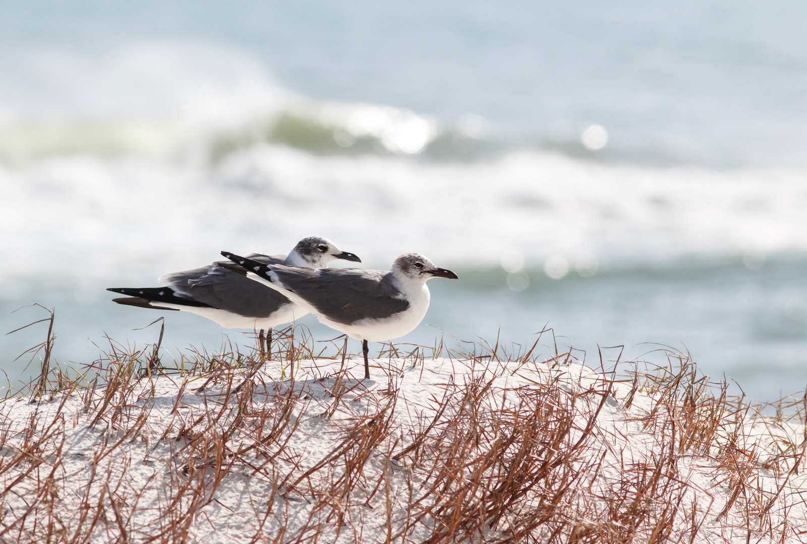 Shore birds at Perdido Key